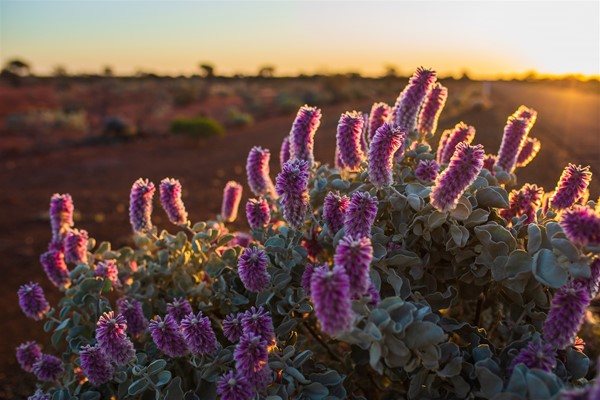 Meekatharra and Surrounds - Wildflowers