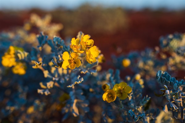Meekatharra and Surrounds - Wildflowers